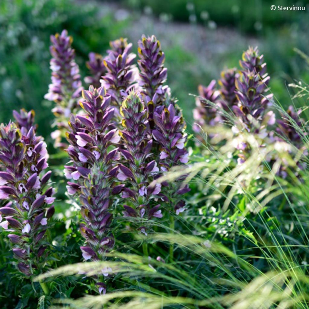 Akanti - Acanthus hirsutus subsp. syriacus