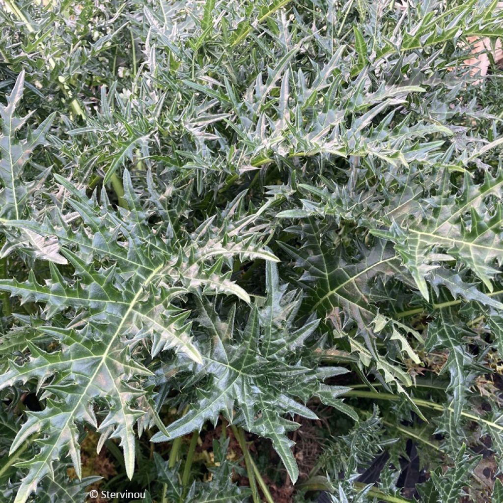 Akanti - Acanthus hirsutus subsp. syriacus