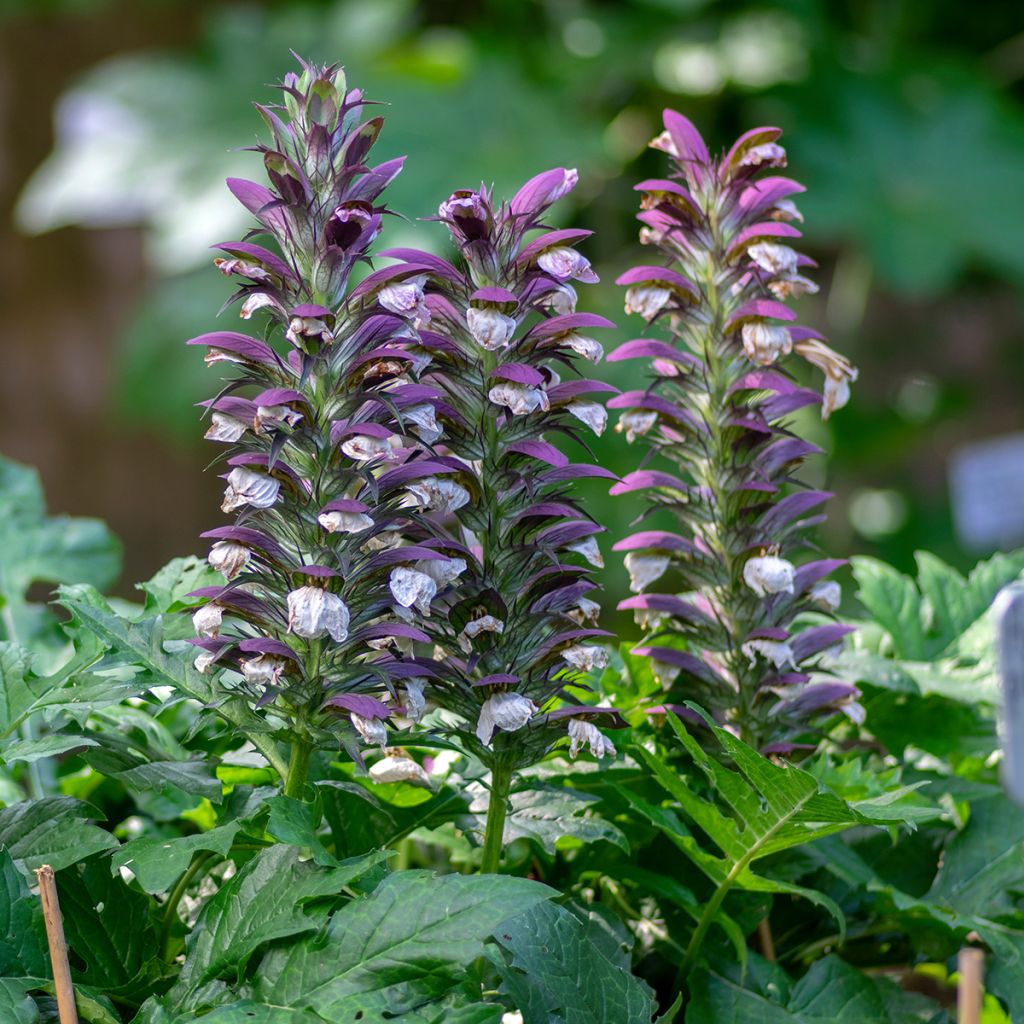 Balkaninakantti - Acanthus hungaricus