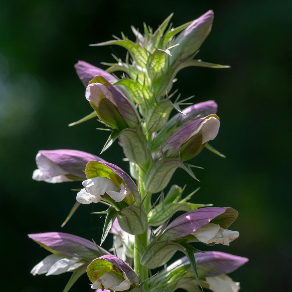 Balkaninakantti - Acanthus hungaricus