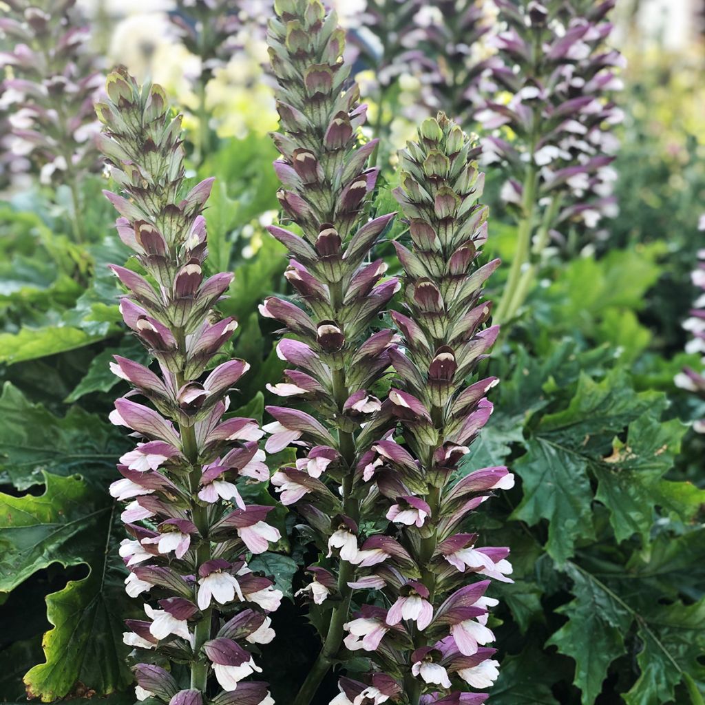 Balkaninakantti - Acanthus hungaricus