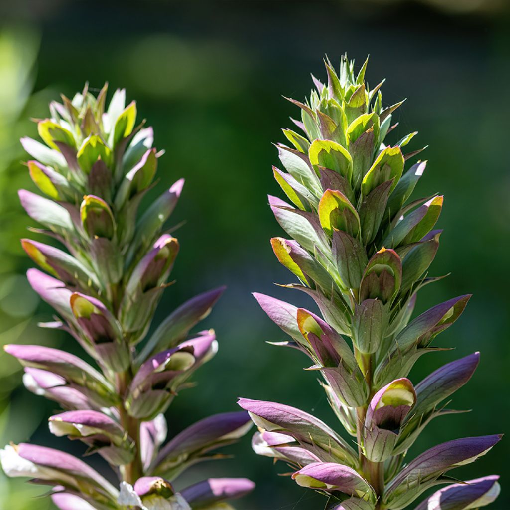 Balkaninakantti - Acanthus hungaricus