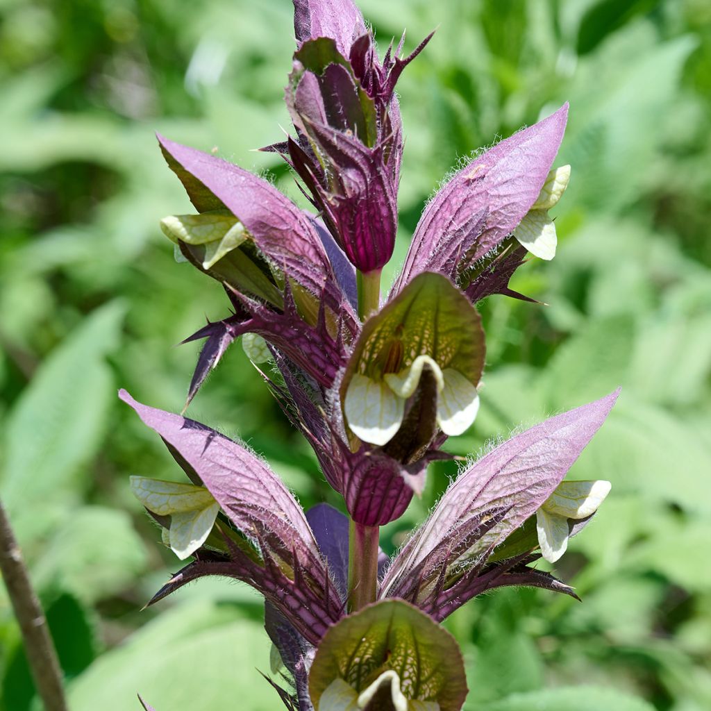 Balkaninakantti - Acanthus hungaricus