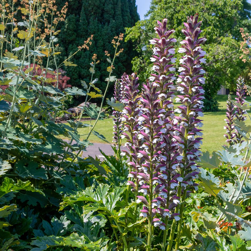 Balkaninakantti - Acanthus hungaricus