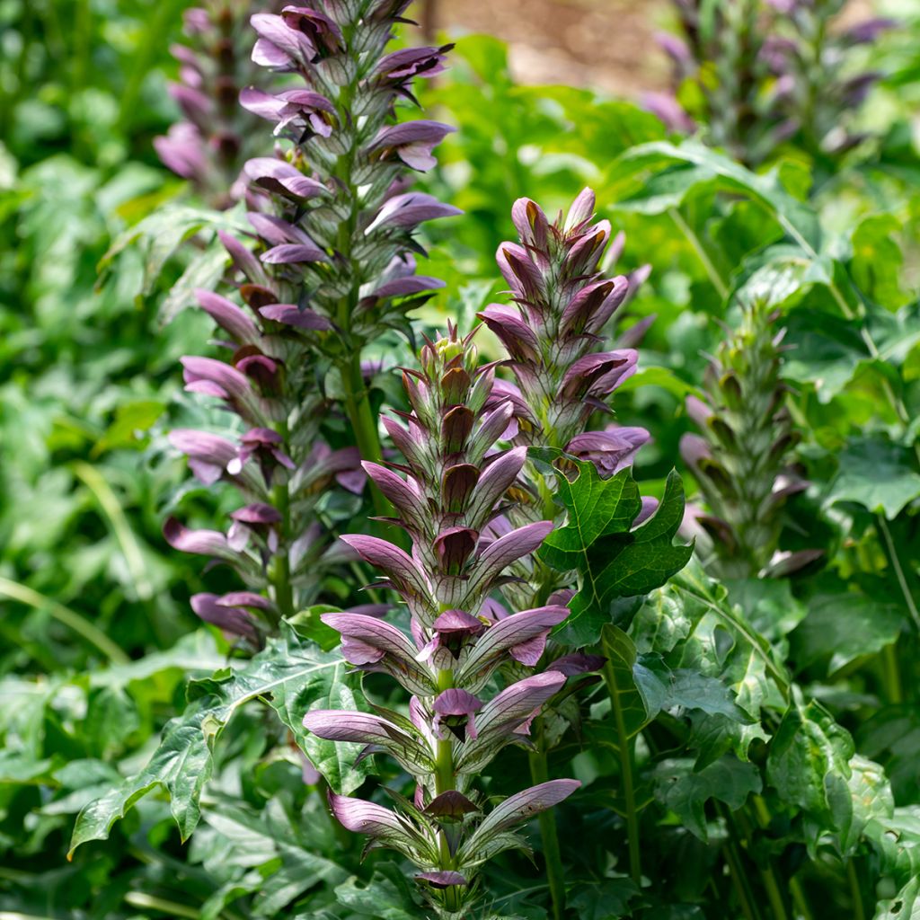 Kreikanakantti - Acanthus mollis