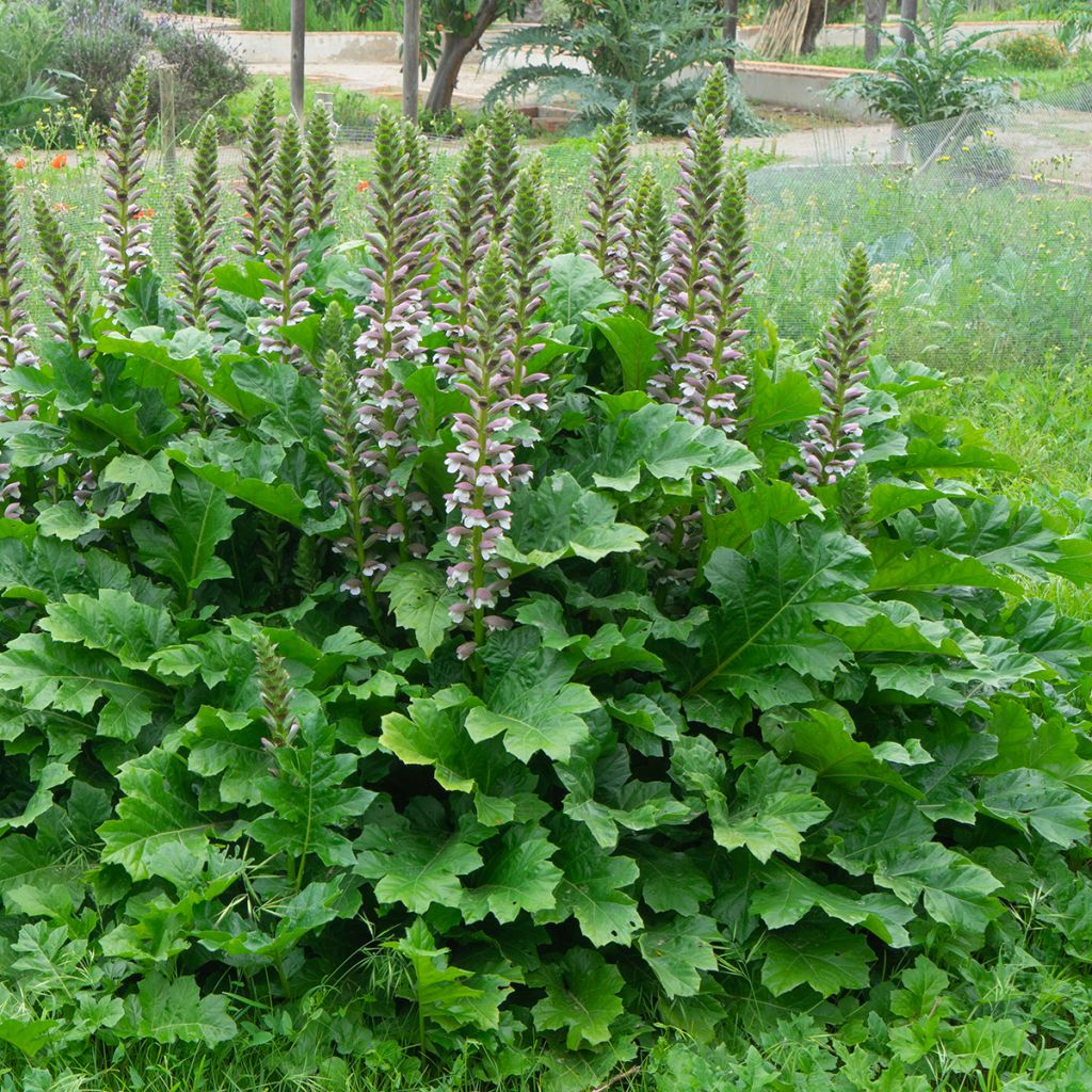 Kreikanakantti - Acanthus mollis