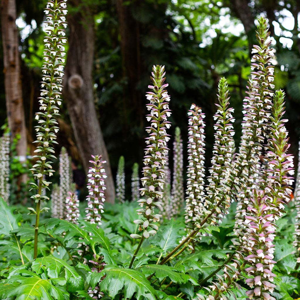 Kreikanakantti - Acanthus mollis