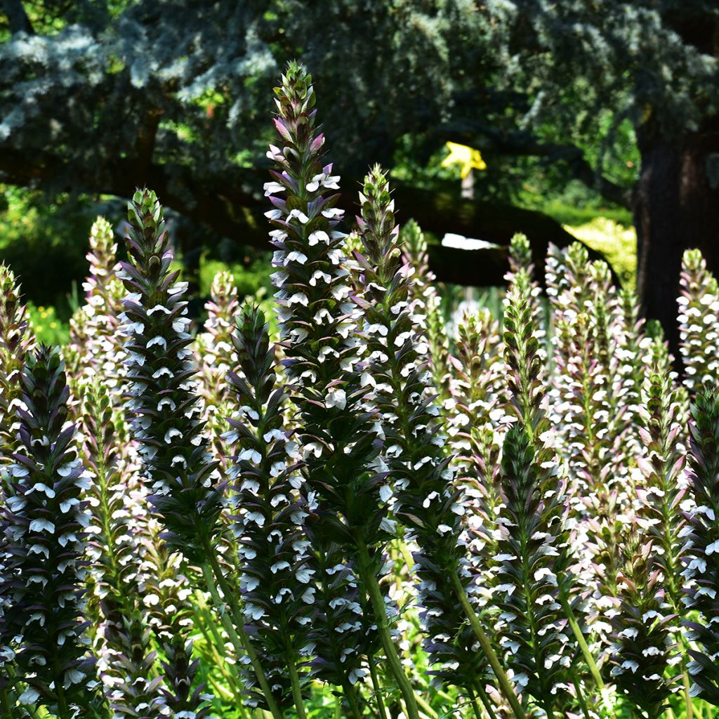 Kreikanakantti - Acanthus mollis