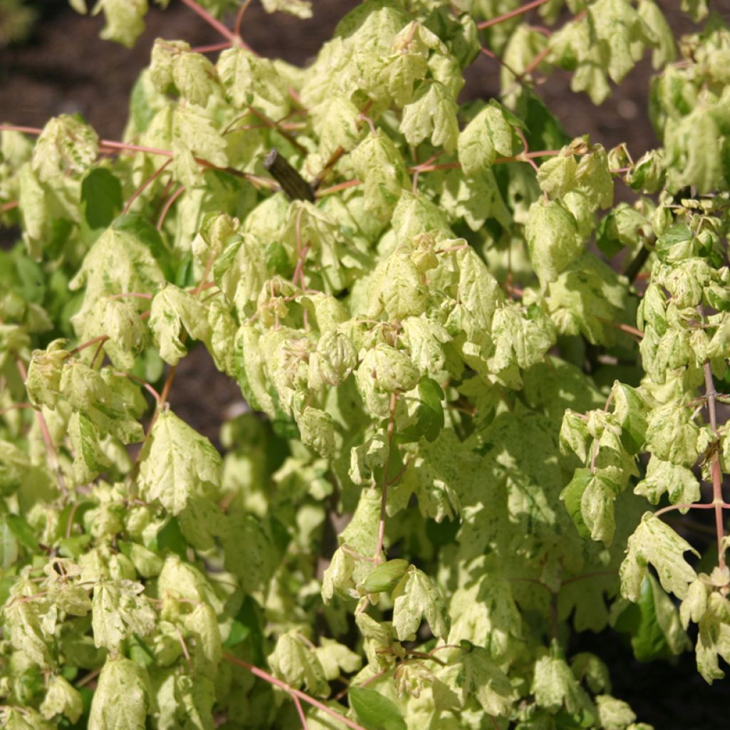 Niverävaahtera Pulverulentum