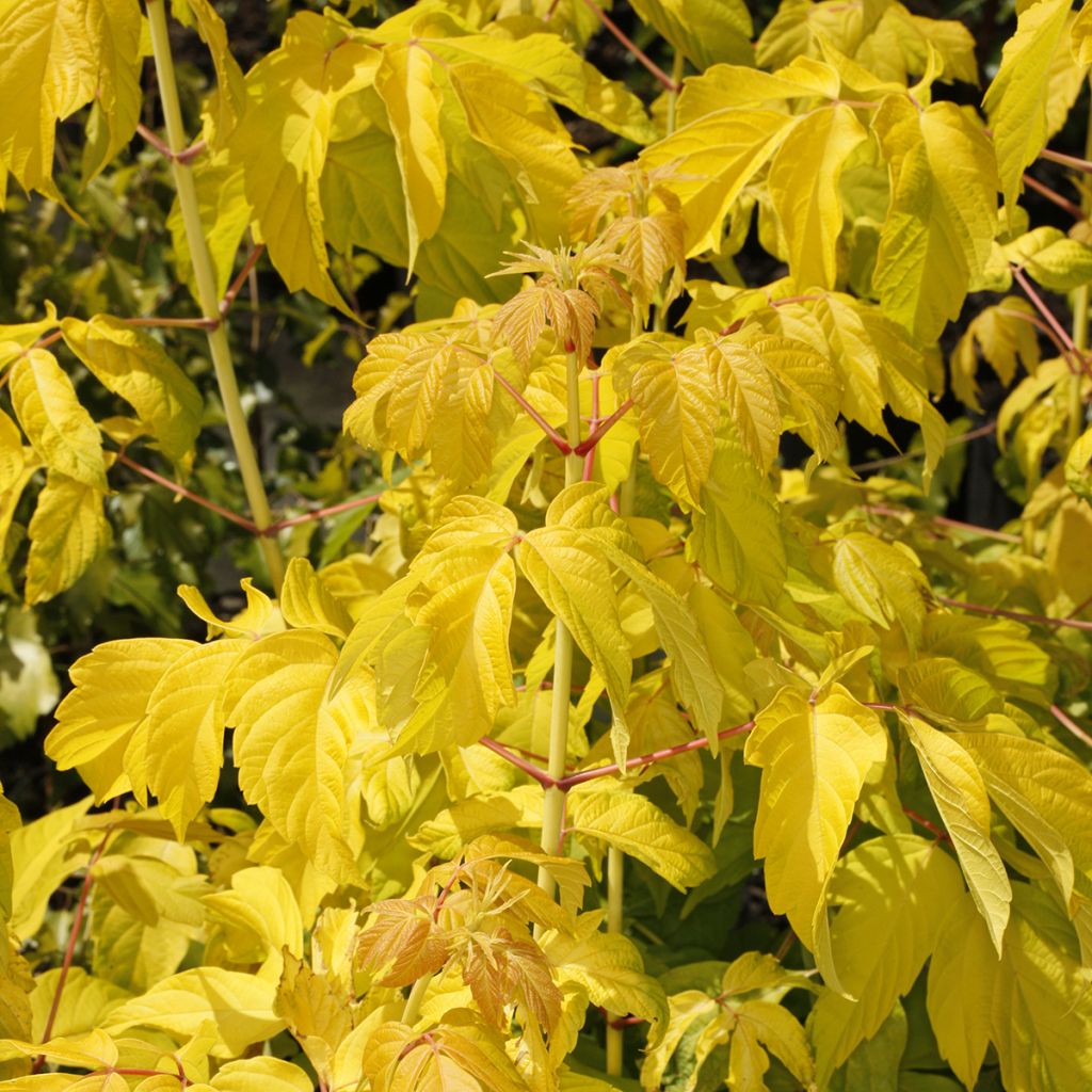 Saarnivaahtera Auratum