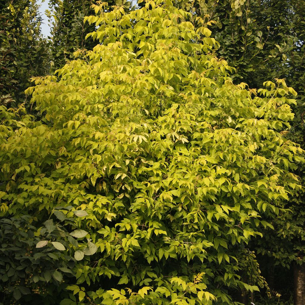 Saarnivaahtera Auratum