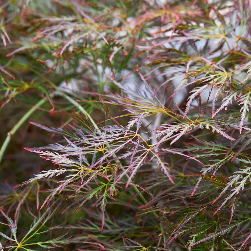 Sulkajapaninvaahtera Dissectum Ornatum