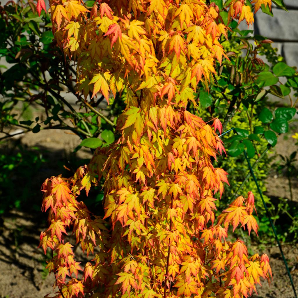 Japaninvaahtera Orange Dream