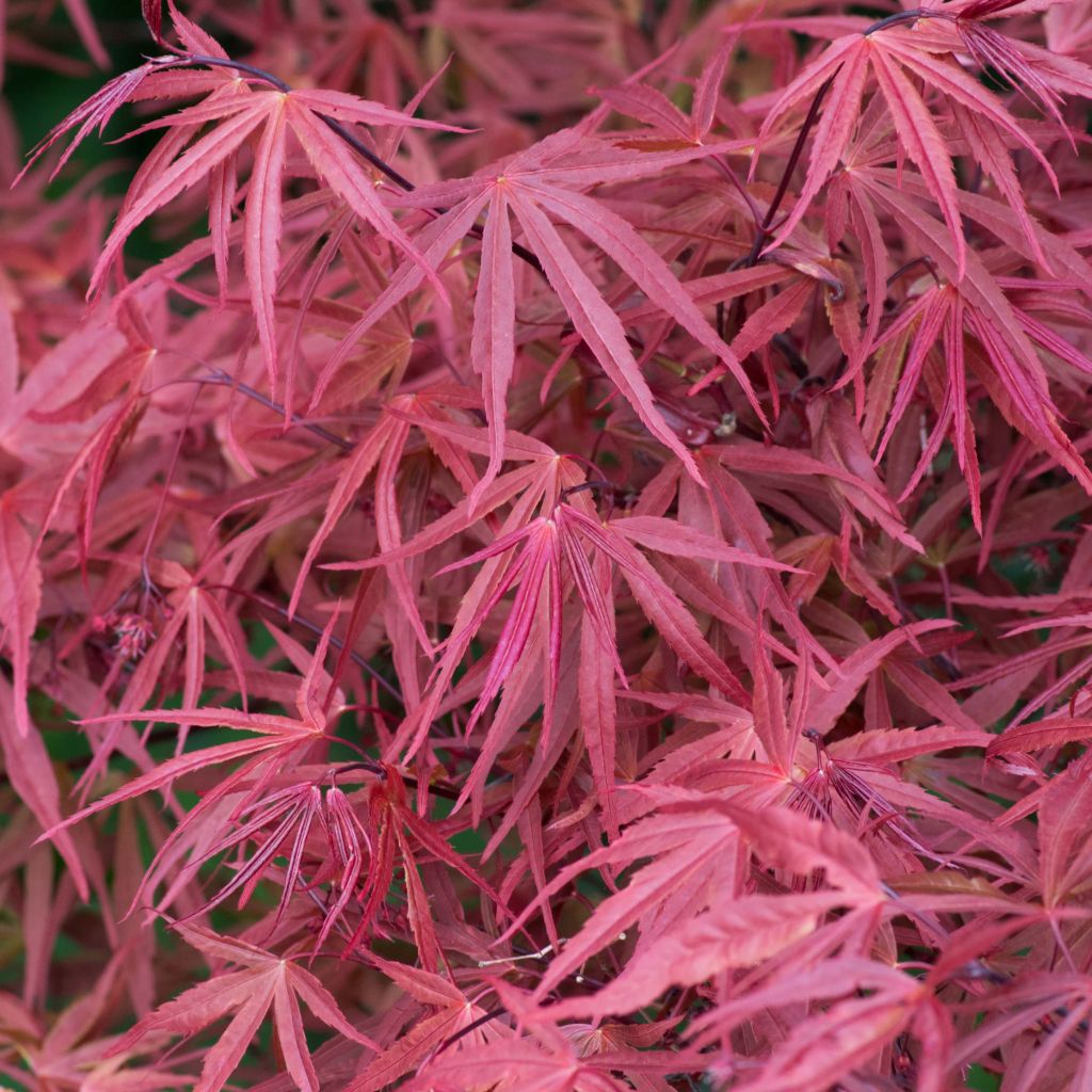 Verijapaninvaahtera Red Pygmy