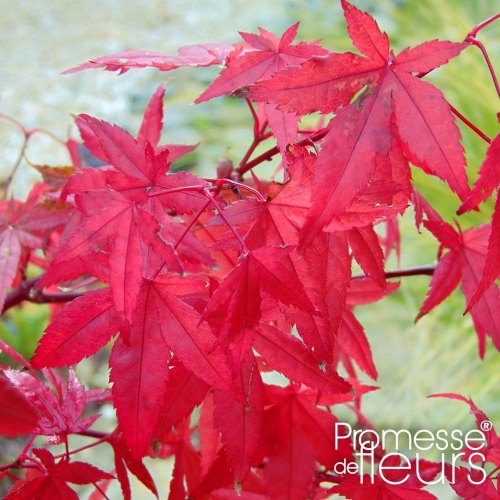 Japaninvaahtera Redwine