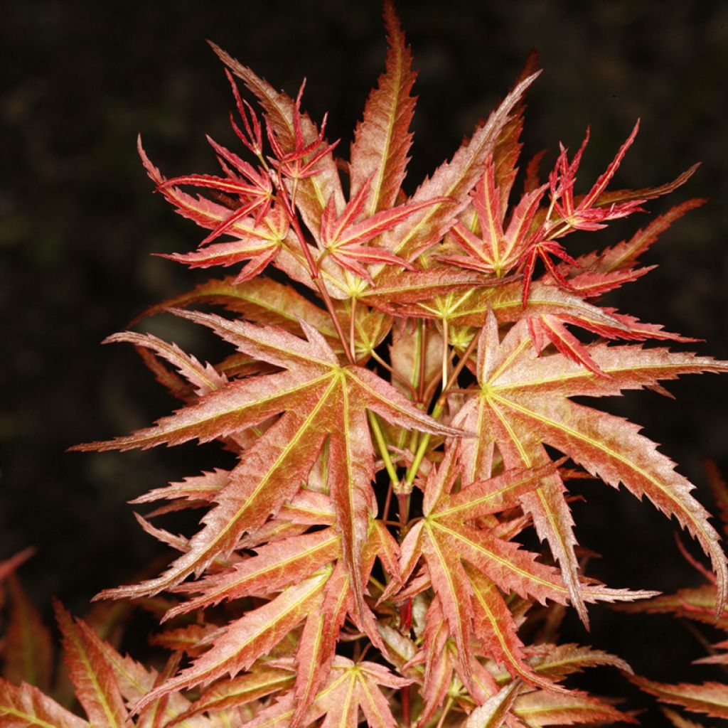 Japaninvaahtera Wilson's Pink Dwarf