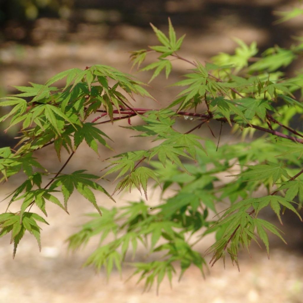Japaninvaahtera - Acer palmatum