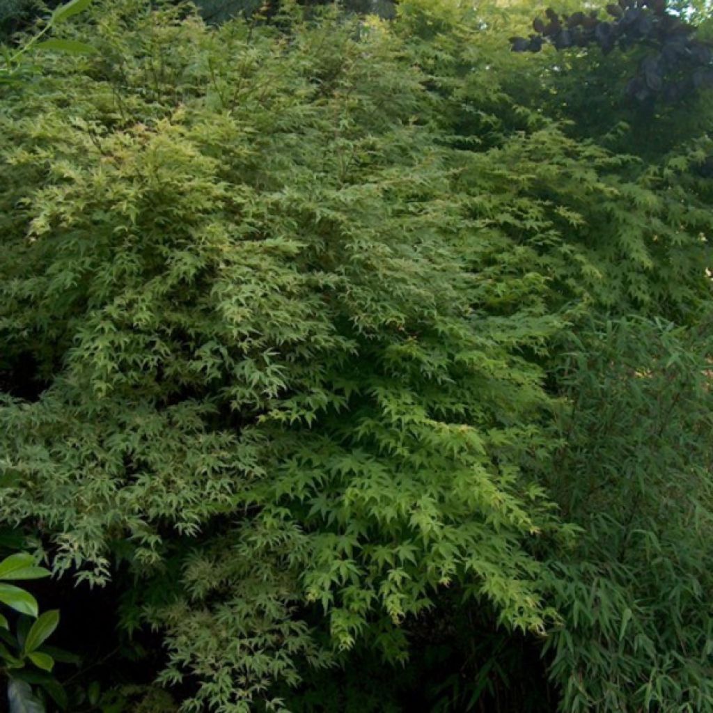 Japaninvaahtera - Acer palmatum