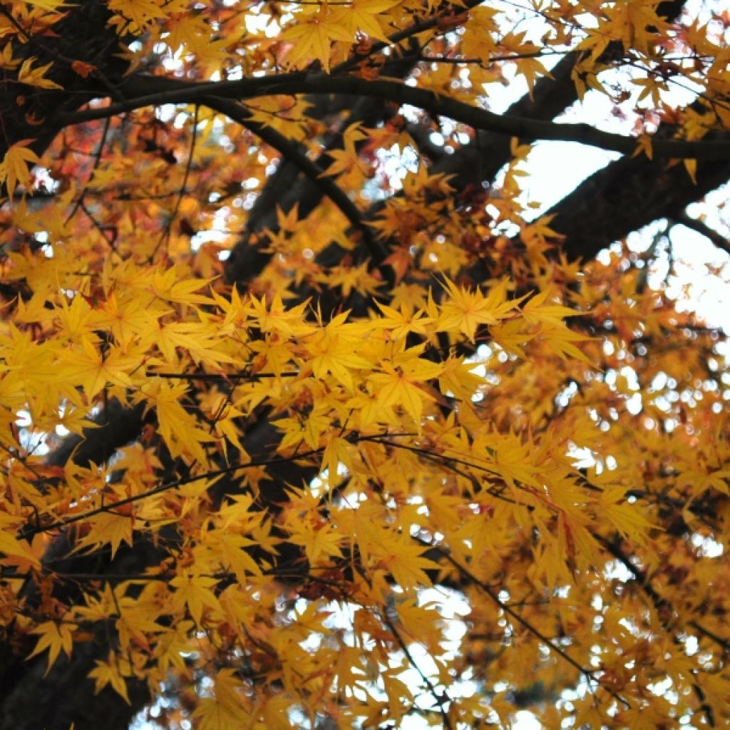Japaninvaahtera - Acer palmatum