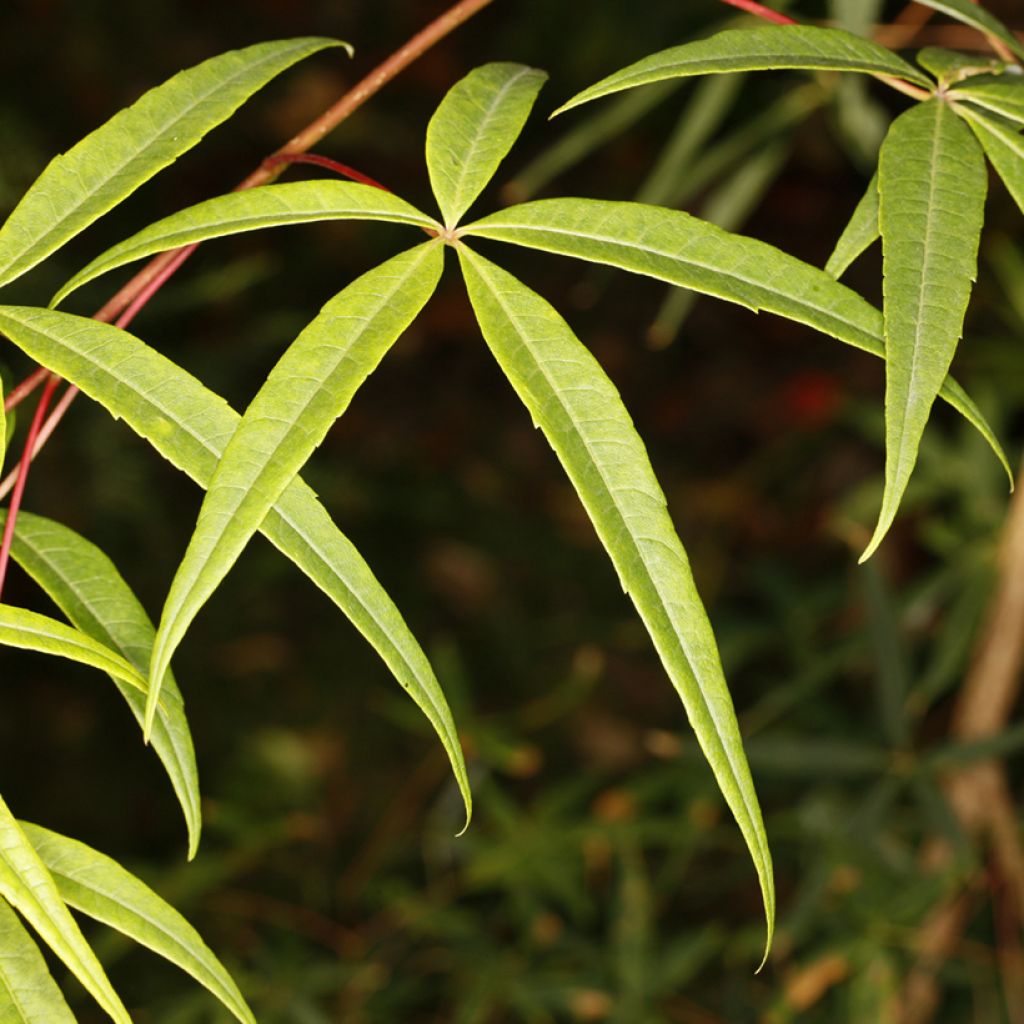 Vaahtera - Acer pentaphyllum