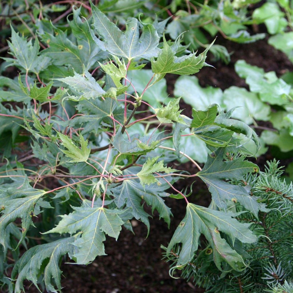 Metsävaahtera Laciniatum