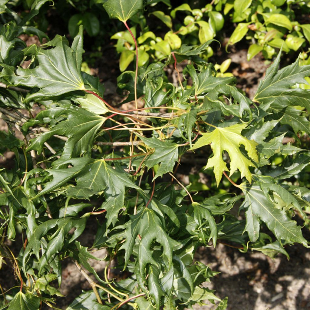 Metsävaahtera Laciniatum