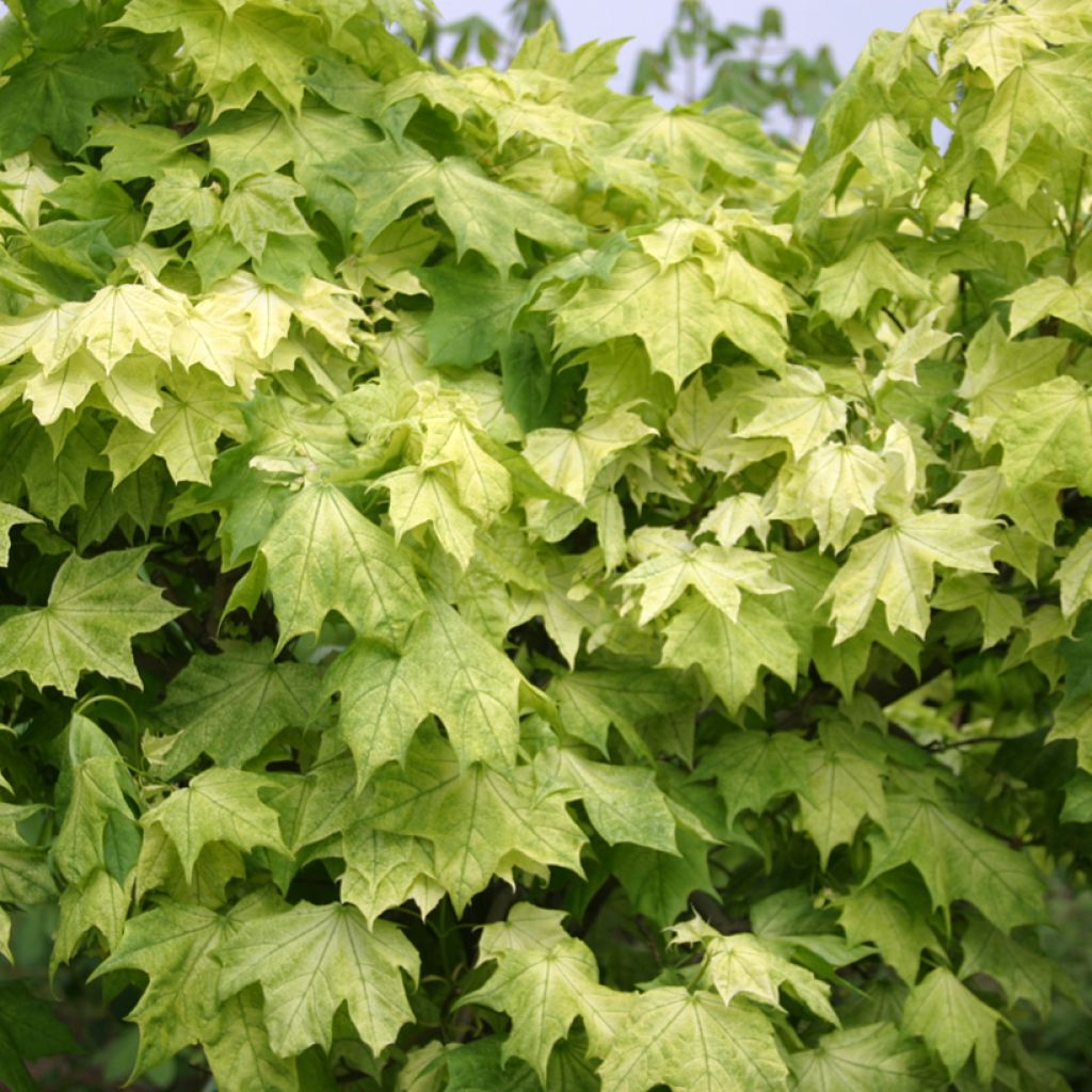 Metsävaahtera Maculatum