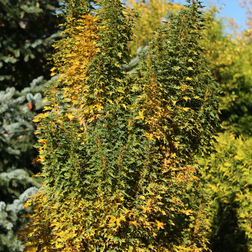 Metsävaahtera Novush
