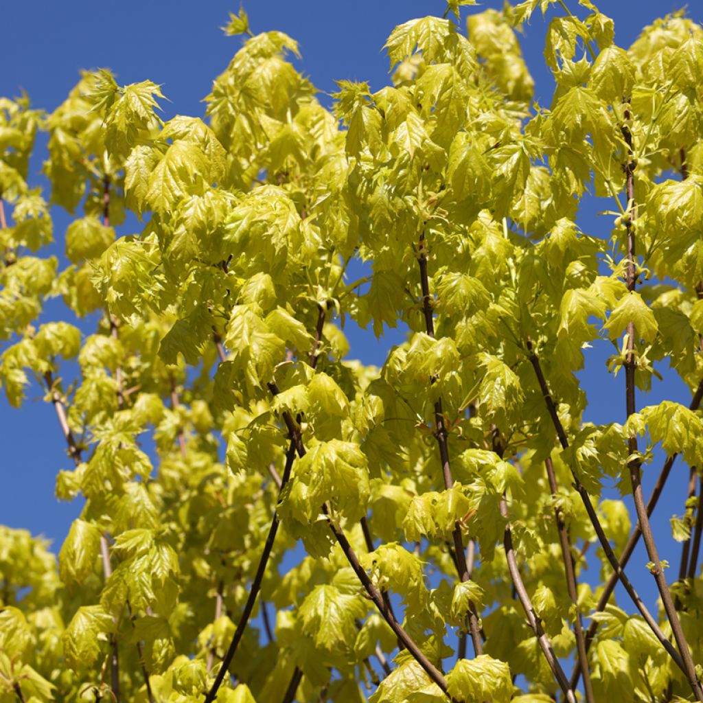 Metsävaahtera Princeton Gold
