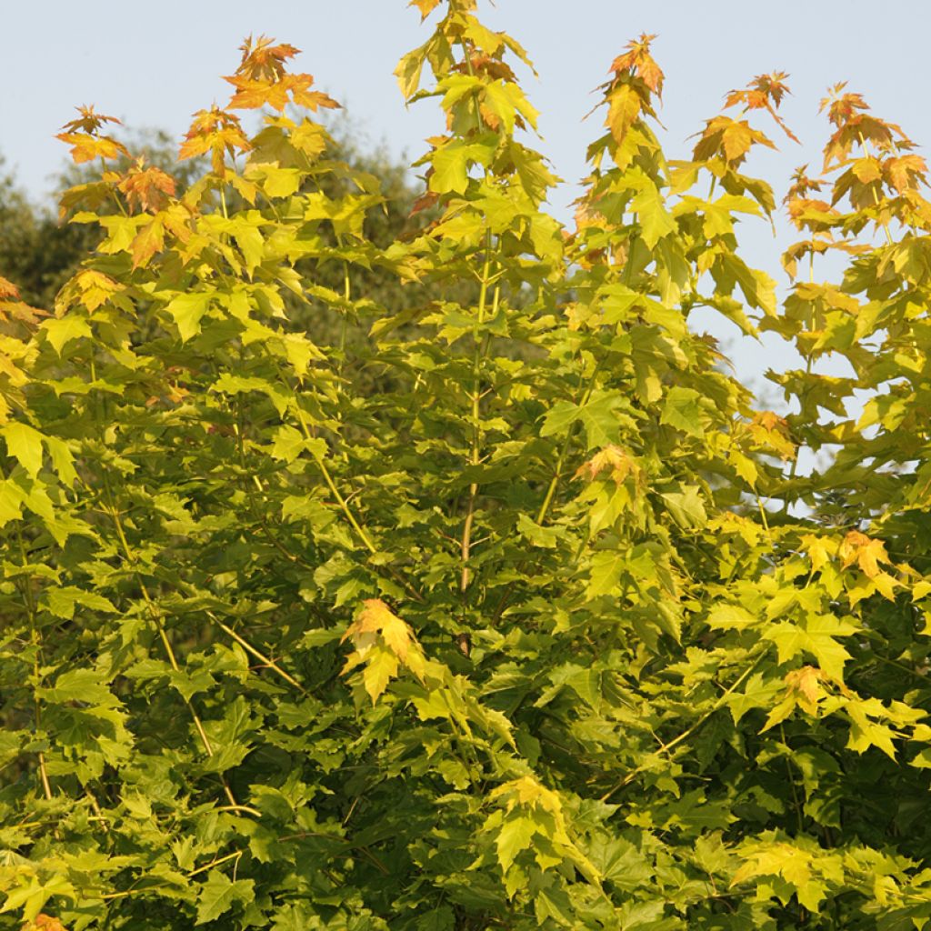 Metsävaahtera Princeton Gold