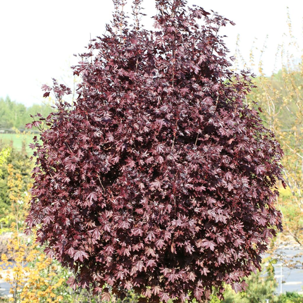 Metsävaahtera Purple Globe