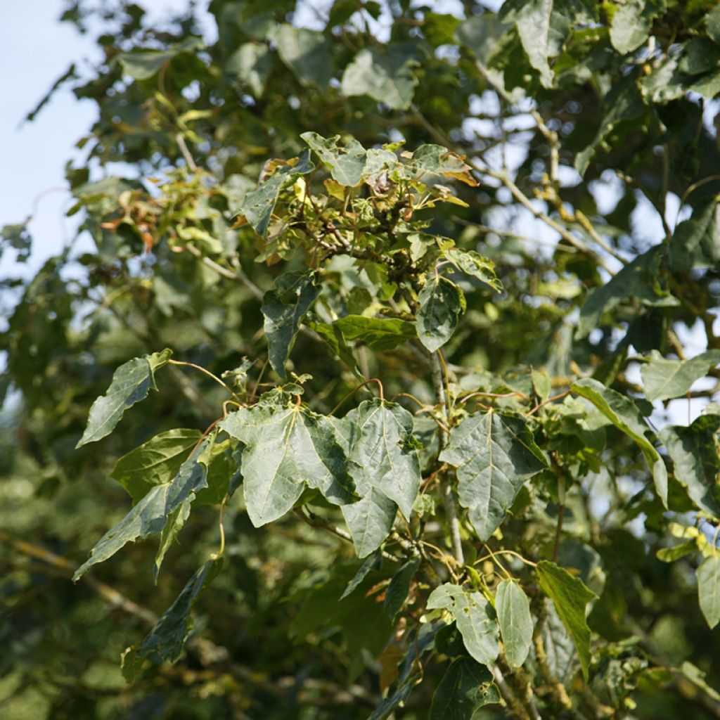Metsävaahtera Stollii