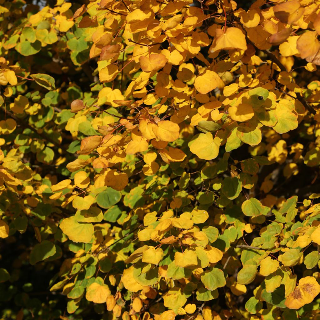 Metsävaahtera Tharandt