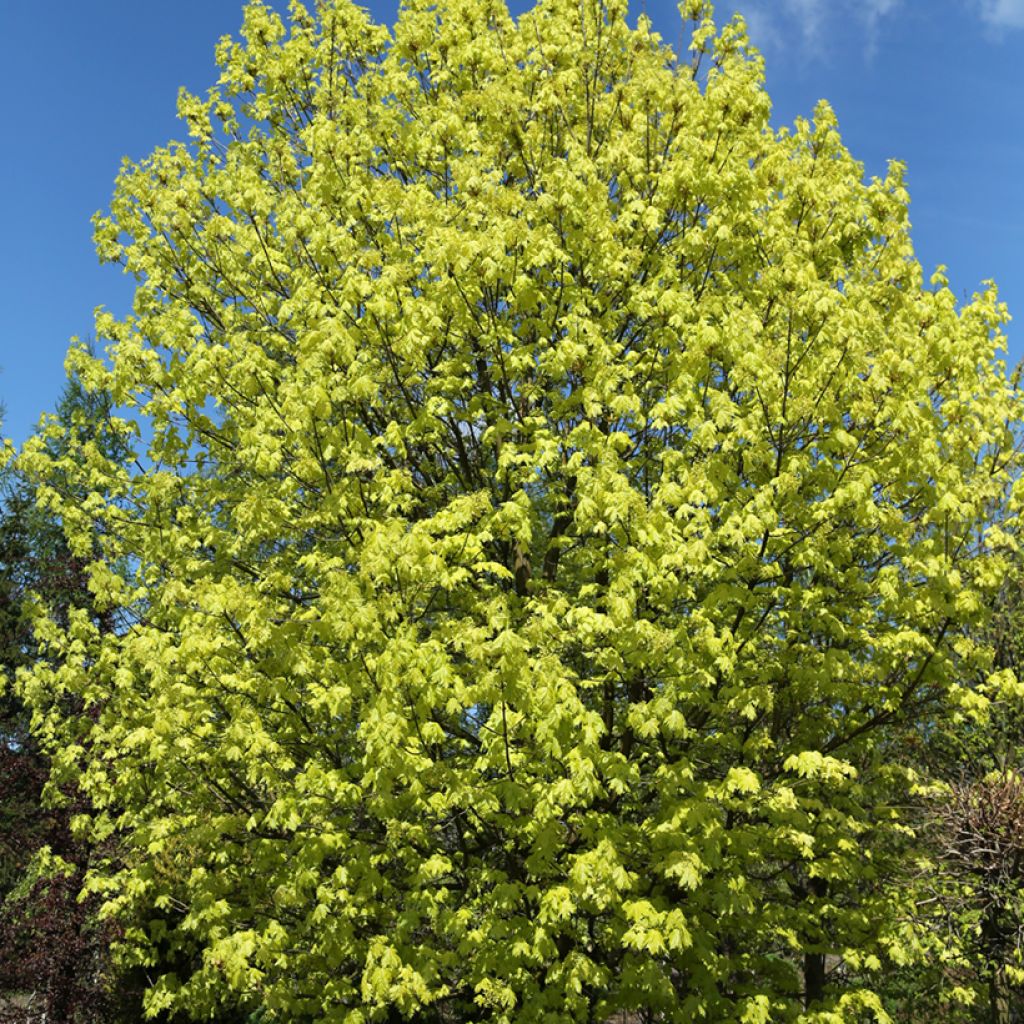 Metsävaahtera Walderseei