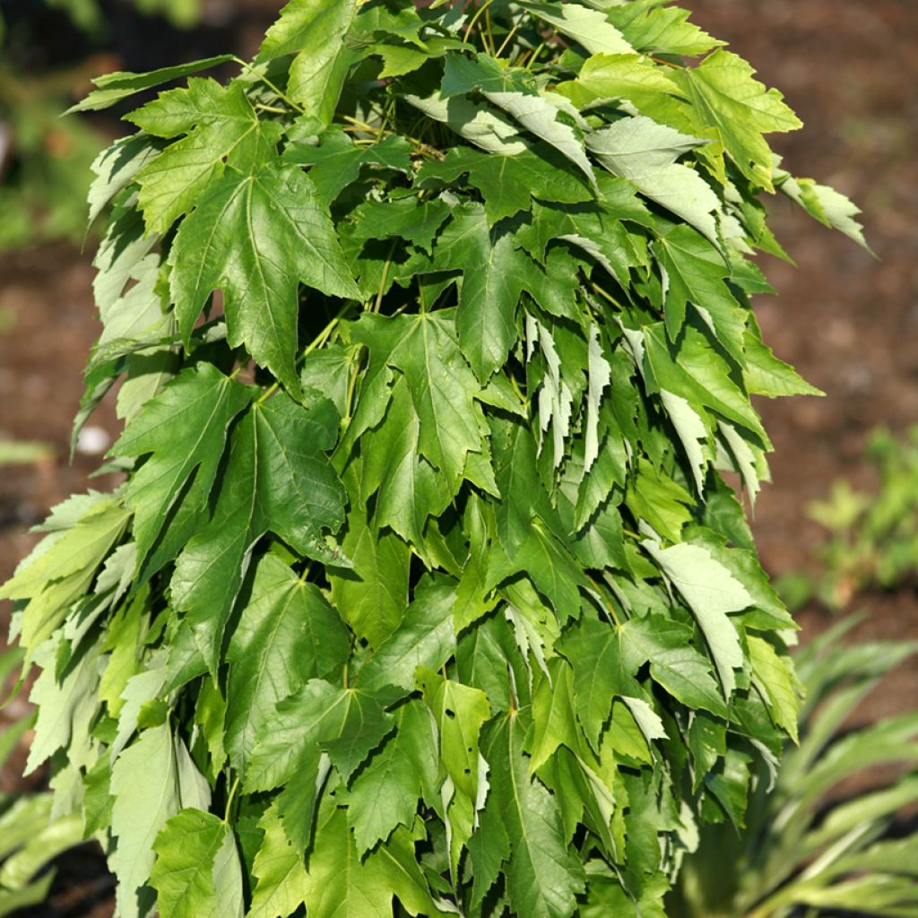Punavaahtera Green Pillar