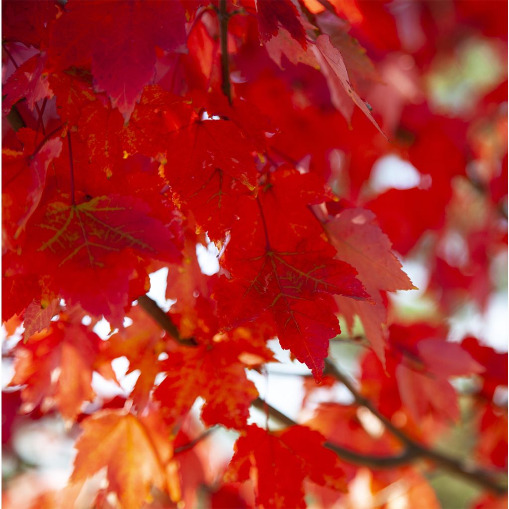 Punavaahtera Summer Red