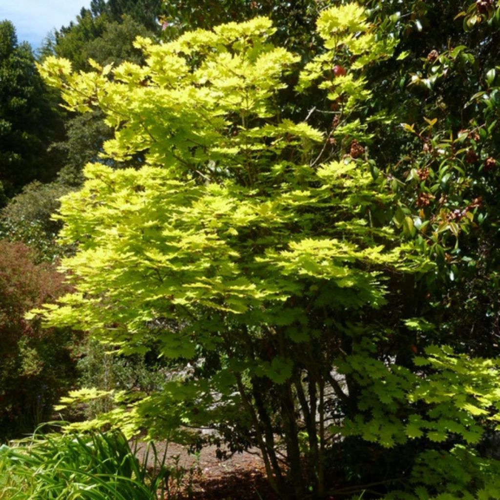 Hondonvaahtera Aureum