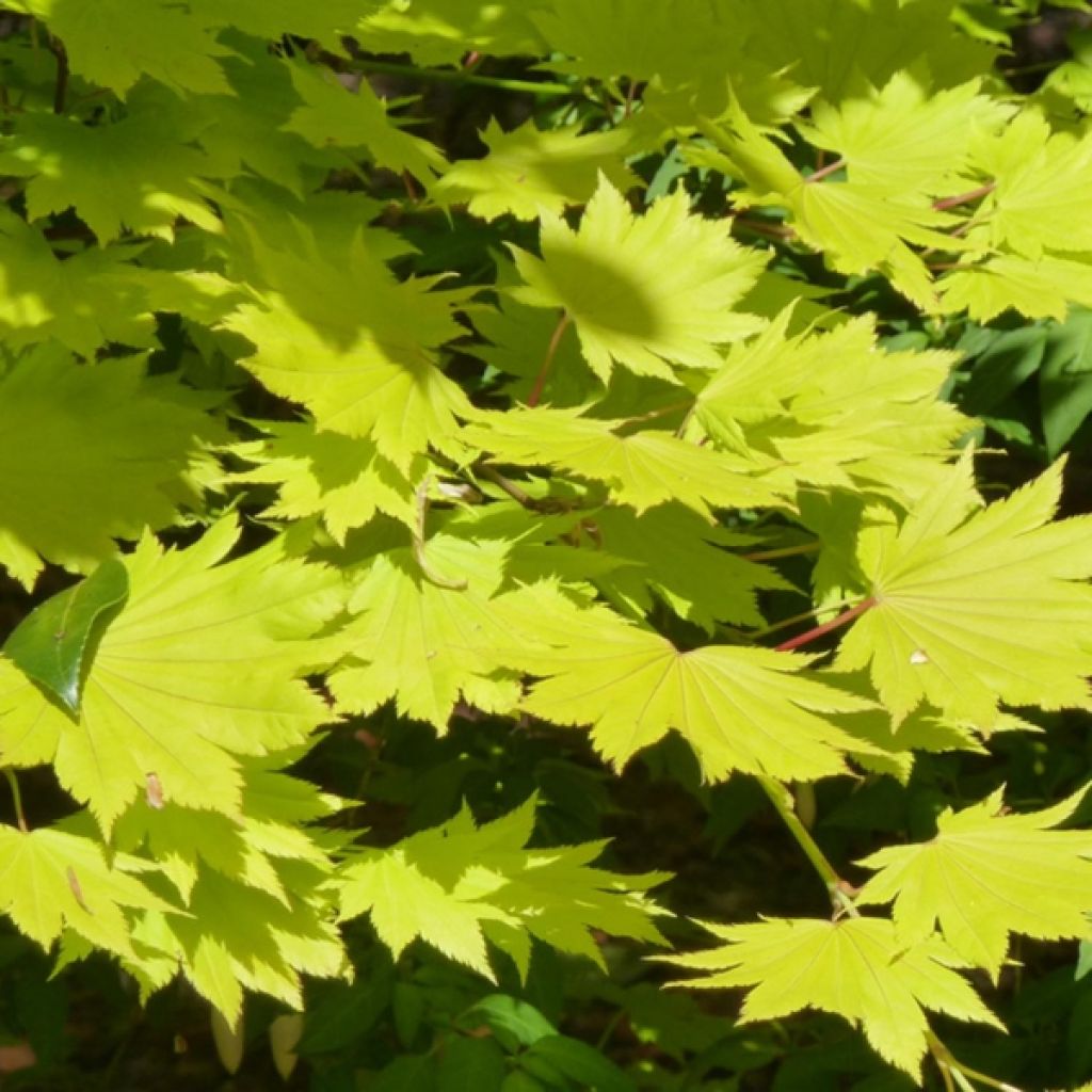 Hondonvaahtera Aureum
