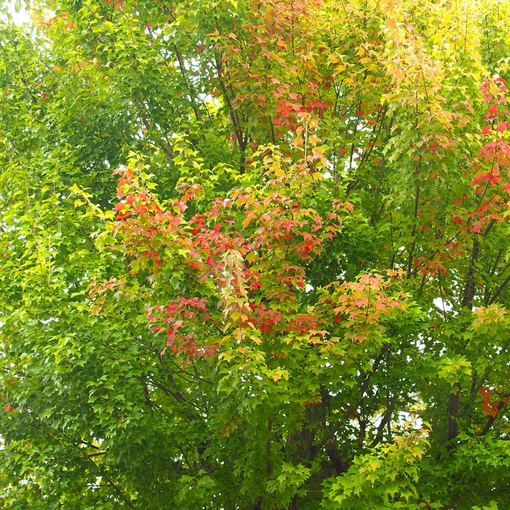 Kolmihammasvaahtera (siemenet) - Acer buergerianum