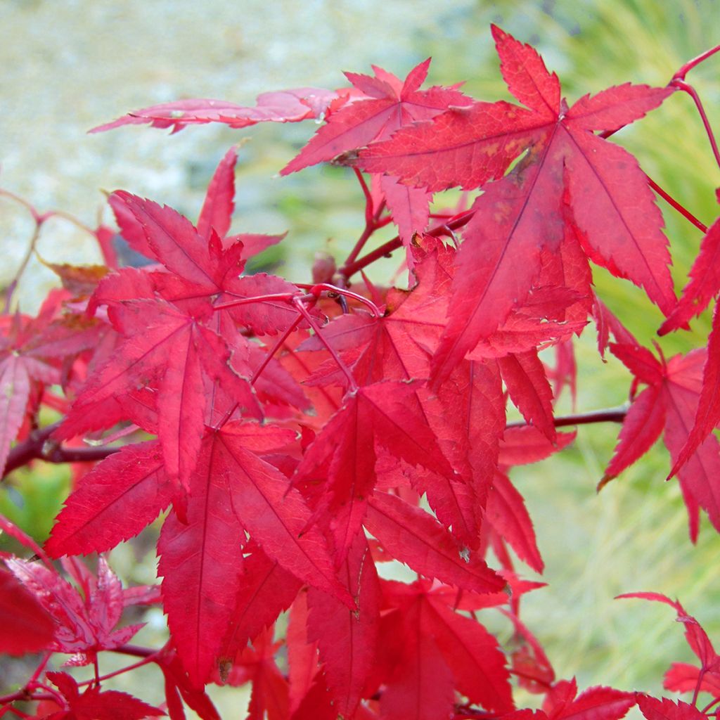 Japaninvaahtera Redwine