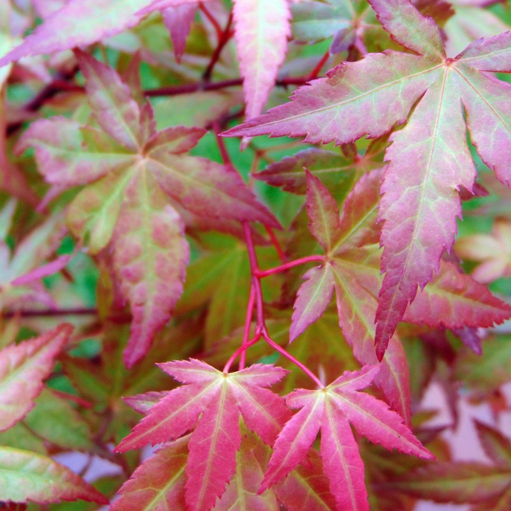 Japaninvaahtera Redwine