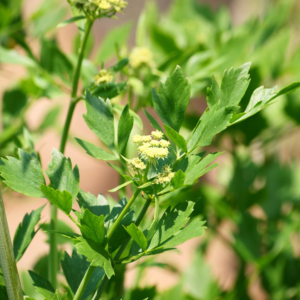 Liperi - Levisticum officinale