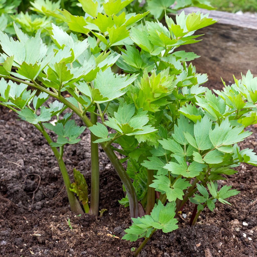Liperi - Levisticum officinale