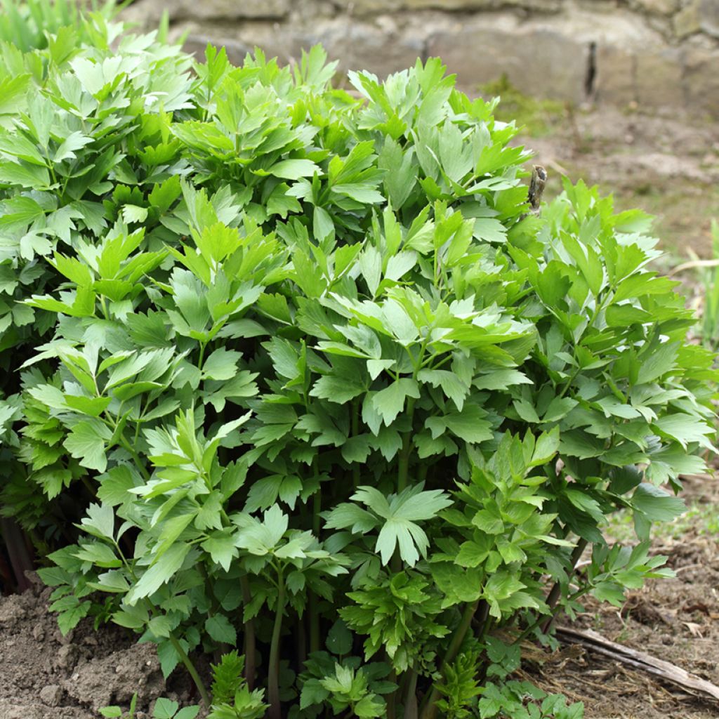 Liperi - Levisticum officinale