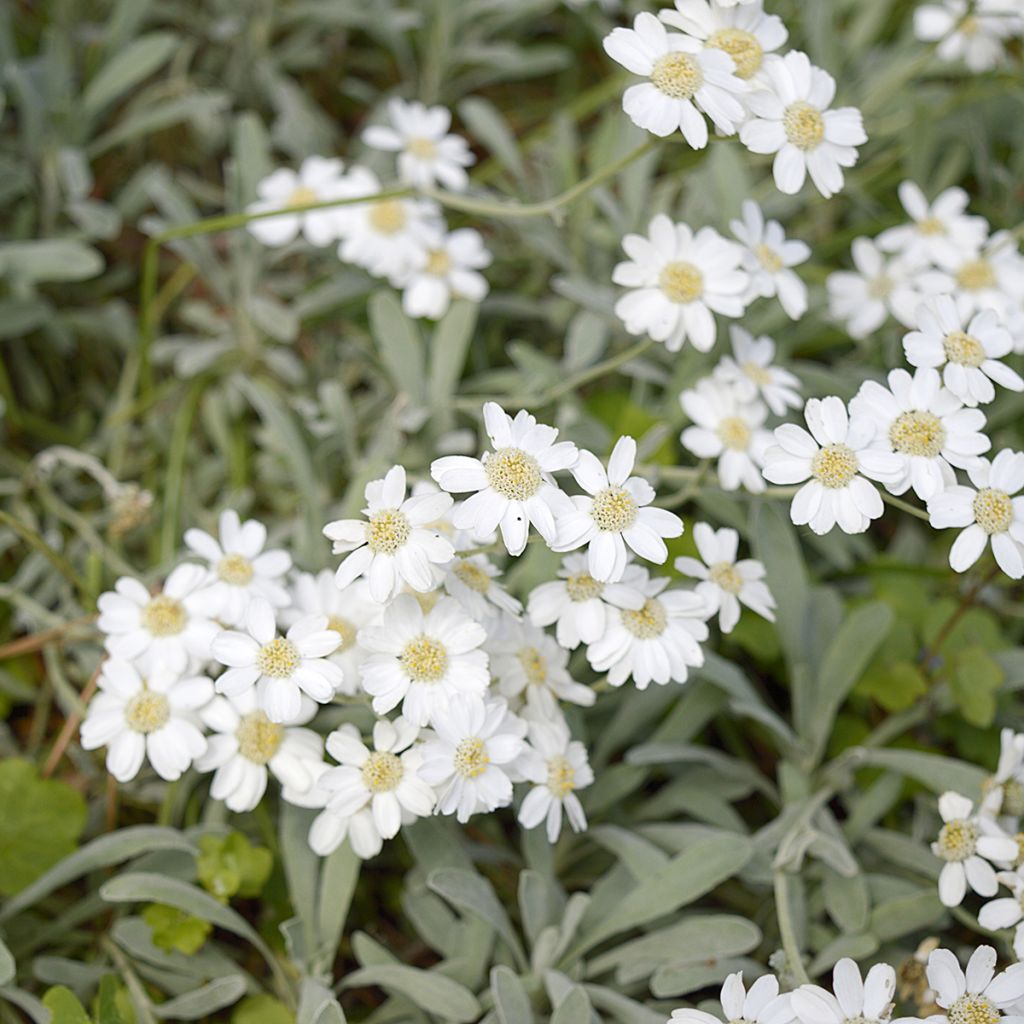 Siankärsämö - Achillea ageratifolia