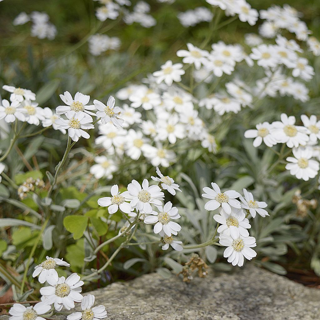 Siankärsämö - Achillea ageratifolia