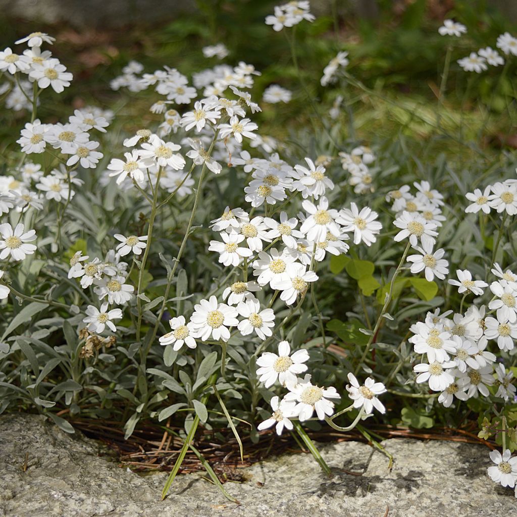 Siankärsämö - Achillea ageratifolia