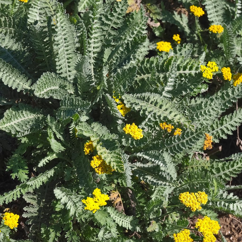 Siankärsämö - Achillea clypeolata