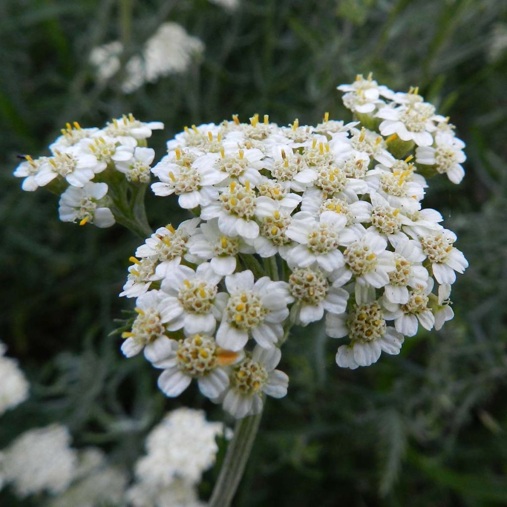 Siankärsämö - Achillea crithmifolia