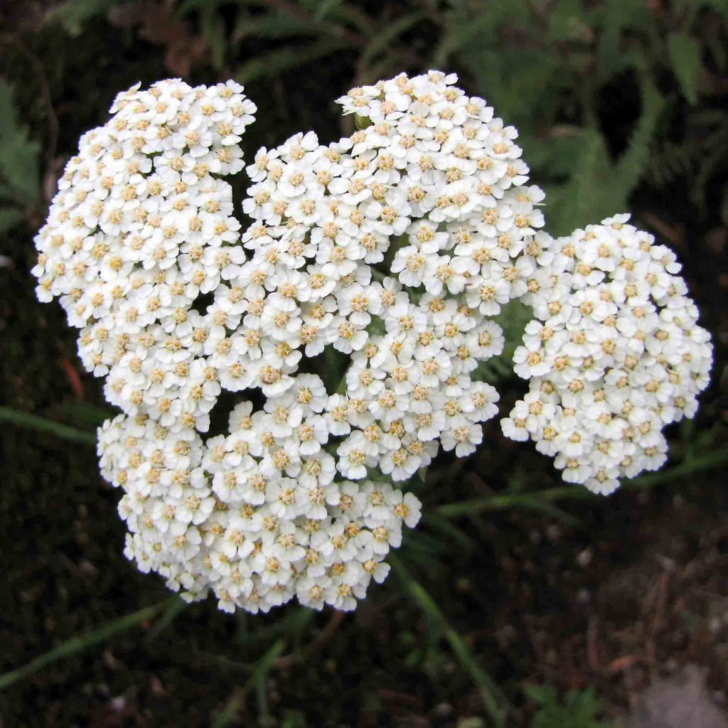 Siankärsämö - Achillea crithmifolia